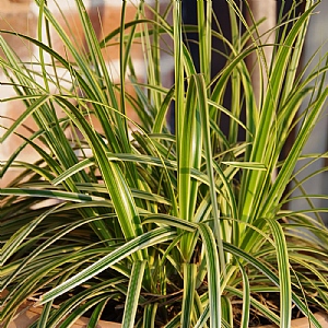 Carex 'Feather Falls'