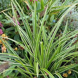 Carex morrowii 'Goldband'