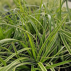 Carex oshimensis 'Goldwell'