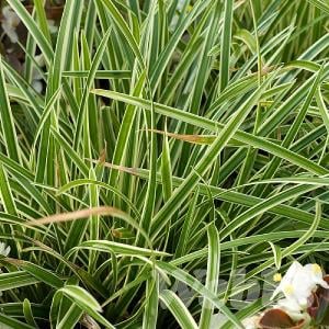 Carex  morrowii  'Ice Dance'