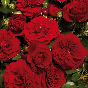 Carimba Courtyard Climbing Rose