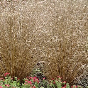 Carex buchananii 'Red Rooster'