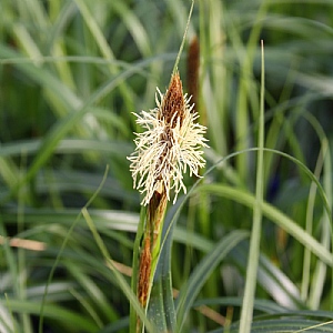 Carex 'Ribbon Falls'