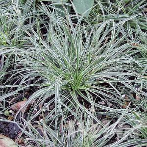 Carex conica 'Snowline'