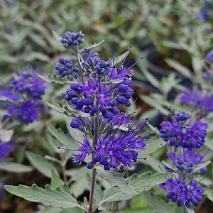 Caryopteris 'Sterling Silver'