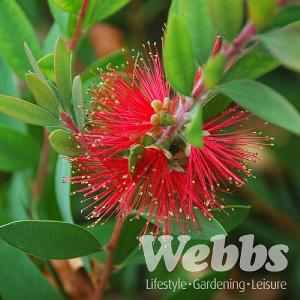 Callistemon citrinus Splendens