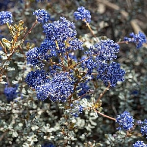 Ceanothus 'Blue Sapphire'