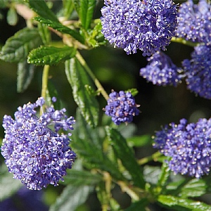 Ceanothus 'Concha'