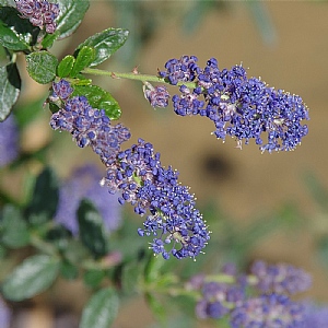 Ceanothus 'Italian Skies'