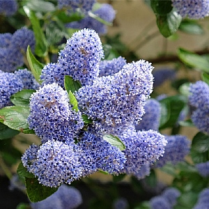 Ceanothus 'Trewithen Blue'