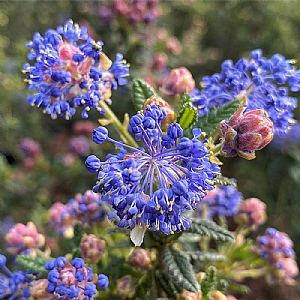 Ceanothus 'Pugets Blue'