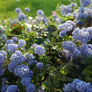 Ceanothus thrysiflorus 'Repens'