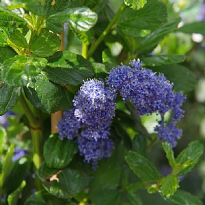 Ceanothus griseus 'Yankee Point'