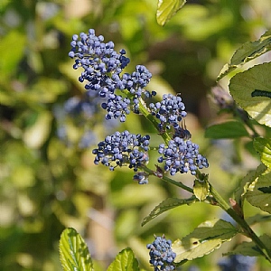 Ceanothus 'Zanzibar'