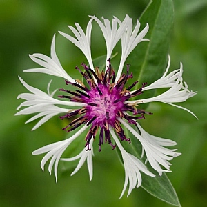 Centaurea montana 'Purple Heart'