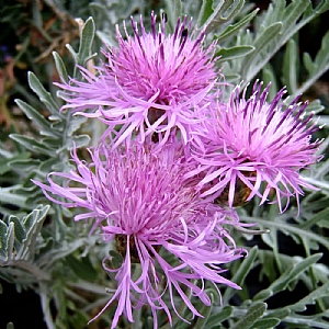 Centaurea 'Silver Feather'