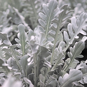 Centaurea ragusina 'Snowy Owl'