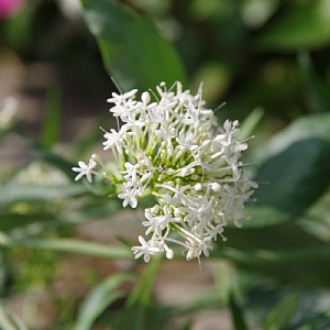 Centranthus ruber 'Albus'