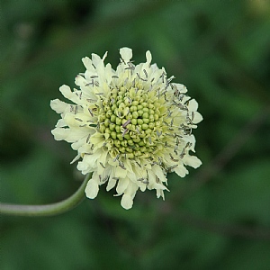 Cephalaria gigantea