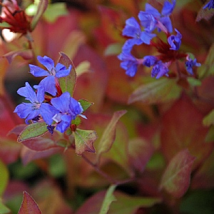 Ceratostigma plumbaginoides