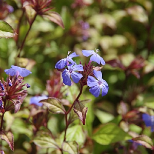 Ceratostigma willmottianum