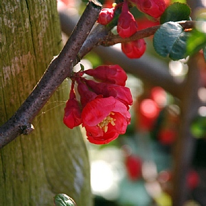 Chaenomeles x superba 'Crimson & Gold'