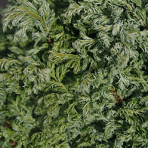 Chamaecyparis pisifera 'Curly Tops'