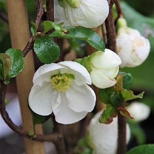 Chaenomeles x superba 'Jet Trail'