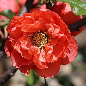 Chaenomeles speciosa Mango Storm