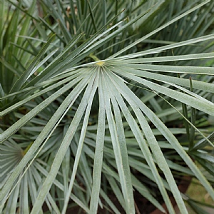 Chamaerops humilis Fan Palm Plant