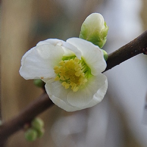Chaenomeles speciosa 'Nivalis'