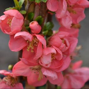 Chaenomeles 'Pink Lady'