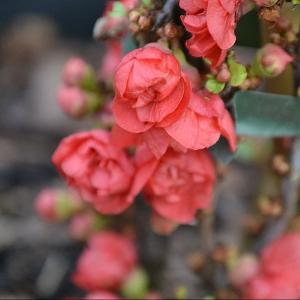 Chaenomeles 'Red Joy'