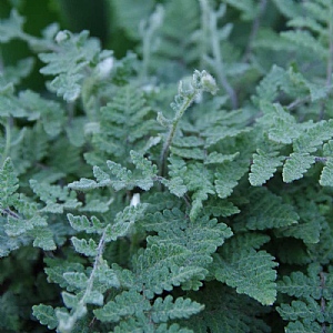 Cheilanthes lanosa