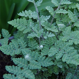 Cheilanthes tomentosa