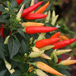 Chilli Pepper 'Basket Of Fire'