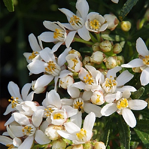 Choisya 'White Dazzler'