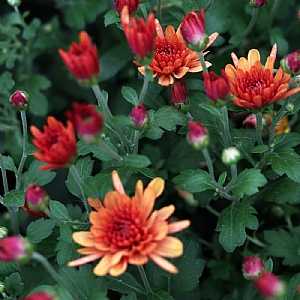 Chrysanthemum 'Branbeach Orange'