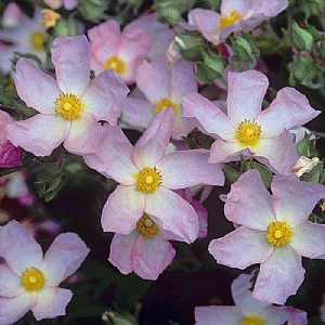 Cistus Grayswood Pink (syn Silver Pink)