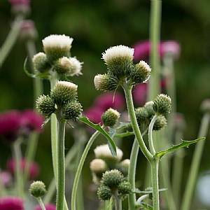 Cirsium rivulare 'Frosted Magic'