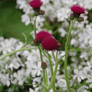 Cirsium rivulare 'Atropurpureum'