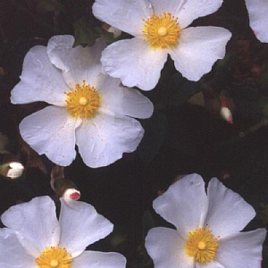 Cistus x corbariensis