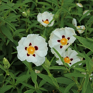 Cistus × purpureus 'Alan Fradd'