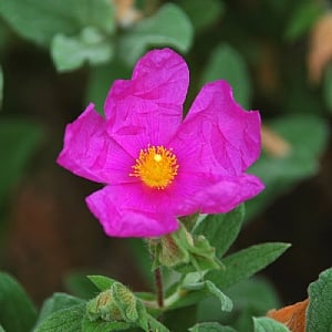 Cistus pulverulentus 'Sunset'