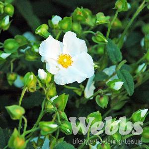 Cistus obtusifolia Thrive