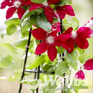 Clematis Rebecca