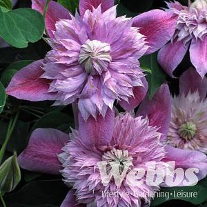 Clematis Josephine