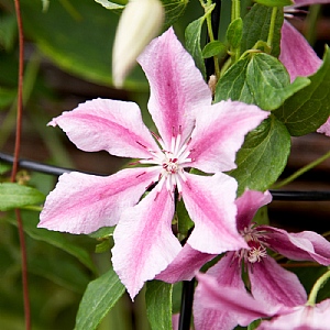 Clematis 'Ooh La La'