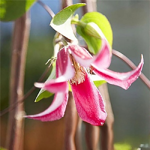 Clematis texensis Princess Diana (syn Princess of Wales)