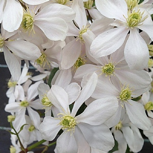 Clematis armandii